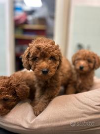 Cucciola di Barbone nano
