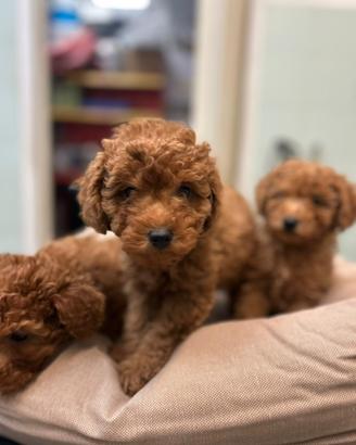 Cucciola di Barbone nano
