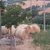 Rotoballa Erba Medica