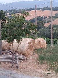 Rotoballa Erba Medica