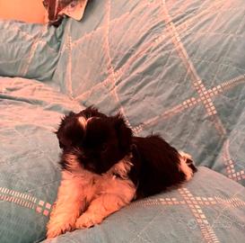 shih tzu