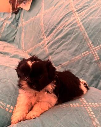 shih tzu