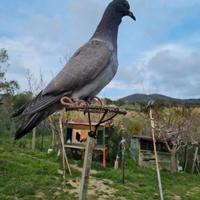 Piccioni giovani o addestrati