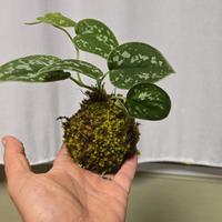 kokedama 