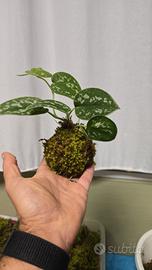 kokedama 