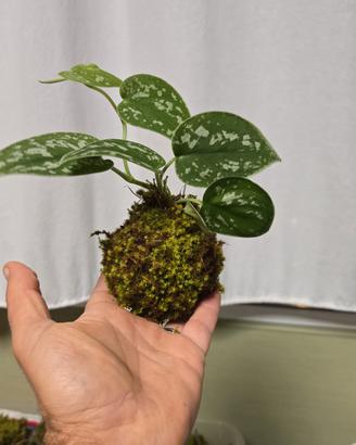 kokedama 
