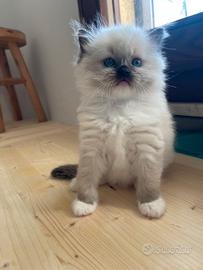 Cucciolo Ragdoll con pedigree