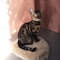 Femmina gatto Bengala 6 mesi
