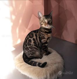 Femmina gatto Bengala 6 mesi