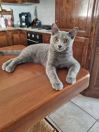 Gattini certosini