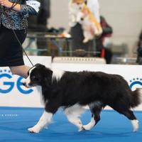 Border collie multi campione di bellezza