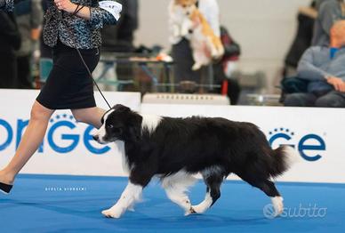 Border collie multi campione di bellezza
