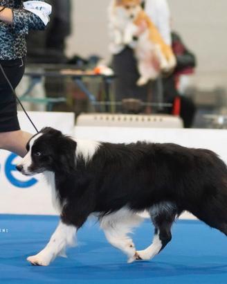 Border collie multi campione di bellezza