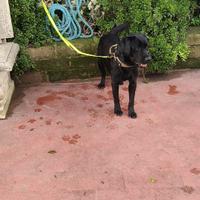 Labrador nero