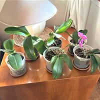 Cubo in legno vero e Lampada