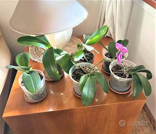 Cubo in legno vero e Lampada