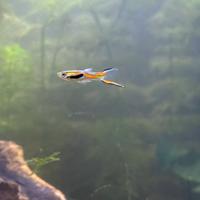 Gupppy Endler Maschi e Femmina