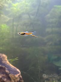 Gupppy Endler Maschi e Femmina