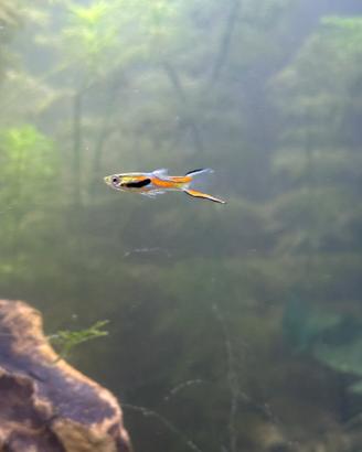 Gupppy Endler Maschi e Femmina