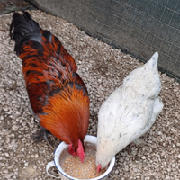 Gallo Marans