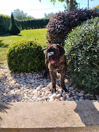 Cucciolo cane corso