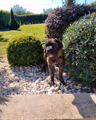 Cucciolo cane corso