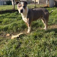 Pitbull UKC 3 anni
