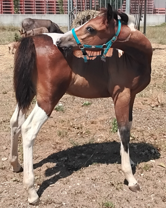 Puledra