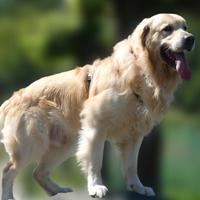 GOLDEN RETRIEVER MASCHIO disponibile per MONTA