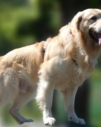 GOLDEN RETRIEVER MASCHIO disponibile per MONTA