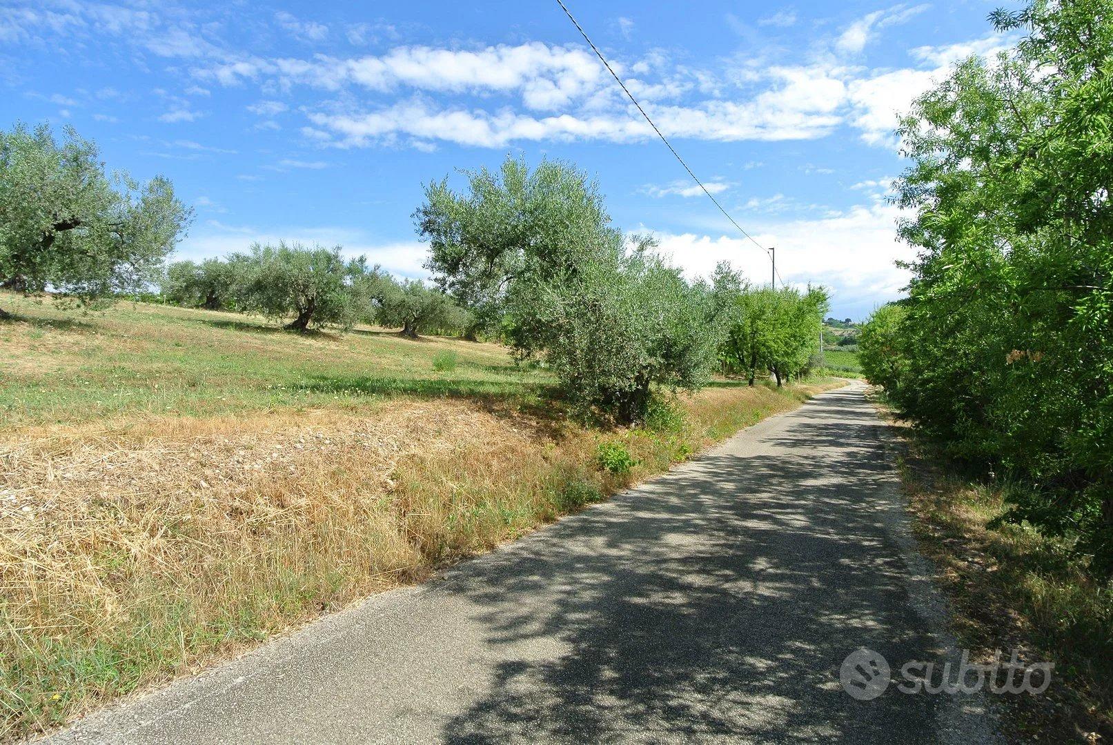 TERRENO AGRICOLO PIANEGGIANTE - Vista 5