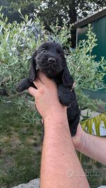 Cucciolo di kocher inglese