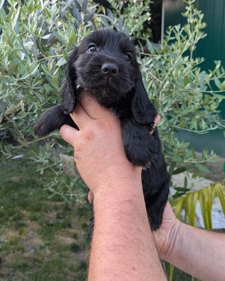 Cucciolo di kocher inglese
