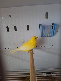 Canarino giallo