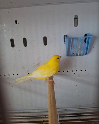 Canarino giallo