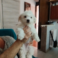 Vendita cuccoli maltese