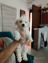 Vendita cuccoli maltese