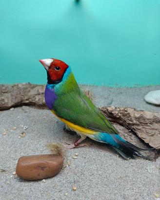 Diamanti di Gould