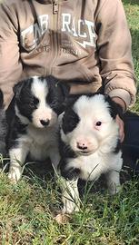 Border collie