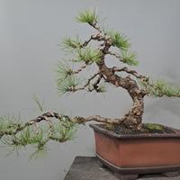 Pino nero bonsai – Yamadori stabilizzato