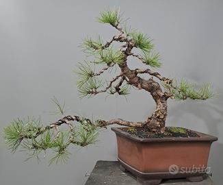 Pino nero bonsai – Yamadori stabilizzato