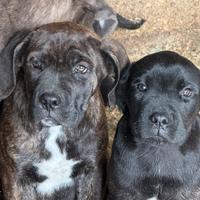Cuccioli di Cane Corso