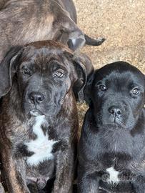 Cuccioli di Cane Corso