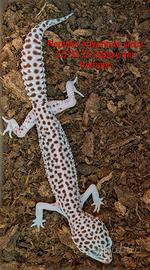 Geco leopardino super snow