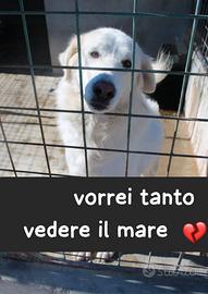 NUVOLA 8 ANNI taglia media