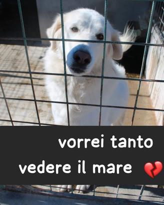 NUVOLA 8 ANNI taglia media