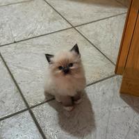Cuccioli ragdoll