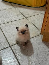 Cuccioli ragdoll