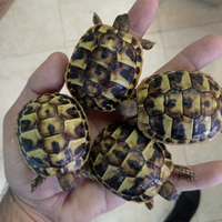 Tartarughe di terra con cites e microchip