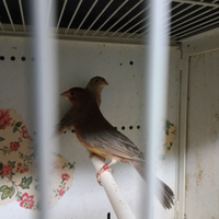 Ciuffolotti messicani